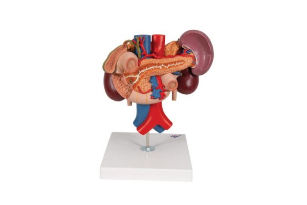 model nerek człowieka z tylnymi organami górnej części brzucha, 3 części - 3b smart anatomy - 1000310 [k22/3] 3b scientific modele anatomiczne 2